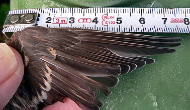 Grotebarmsijs281105E